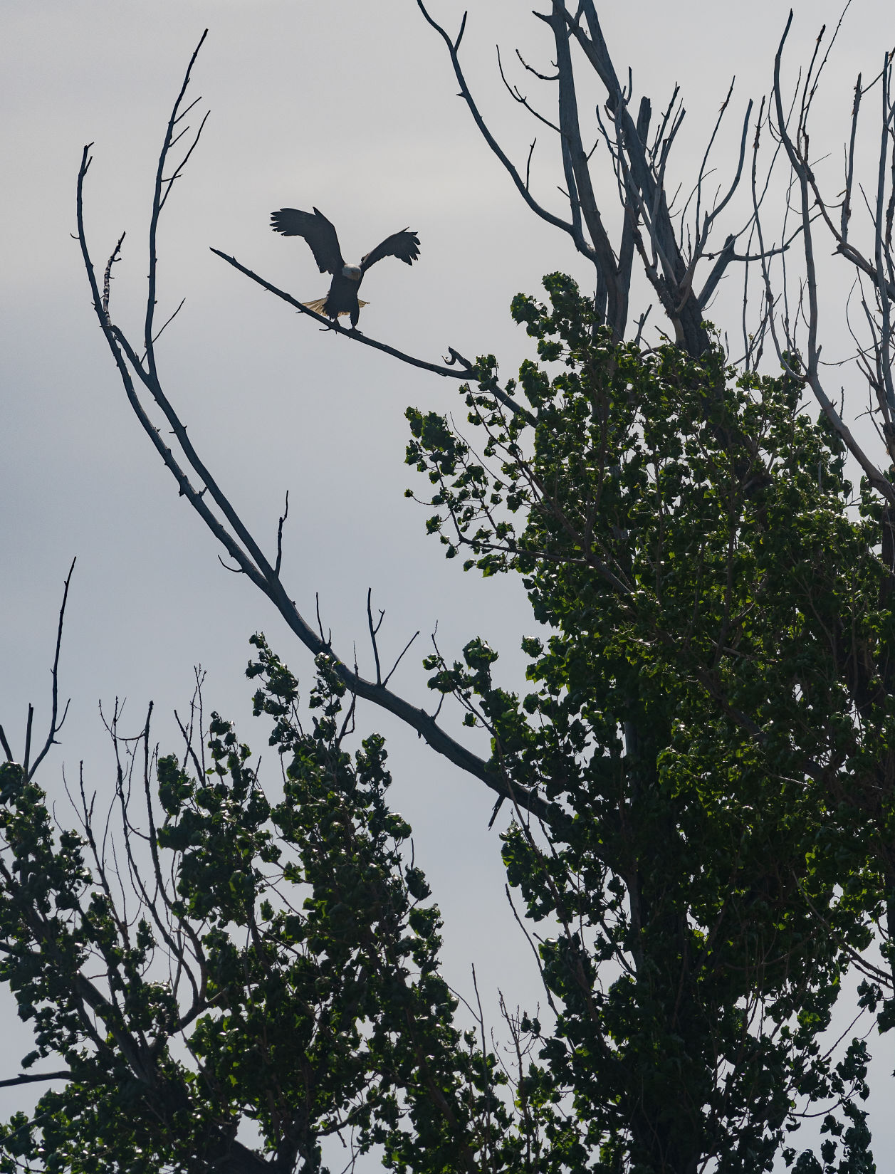 Eagles causing a stir